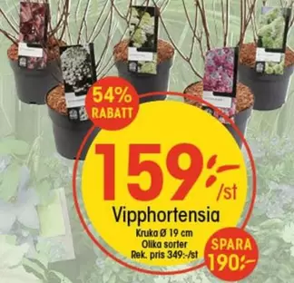 Vipphortensia