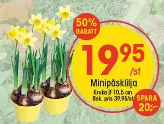 Minipåsklilja