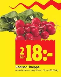 Rädisor i knippe