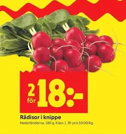 Rädisor i knippe