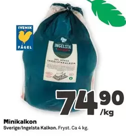 Ingelsta kalkon - Minikalkon
