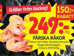 PANDALUS - FÄRSKA RÄKOR