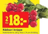 Rädisor i knippe