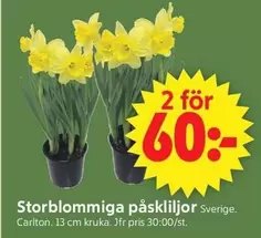 Storblommiga påskliljor