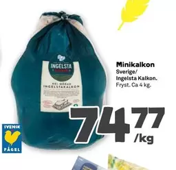 Ingelsta kalkon - Minikalkon