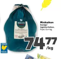 Ingelsta kalkon - Minikalkon