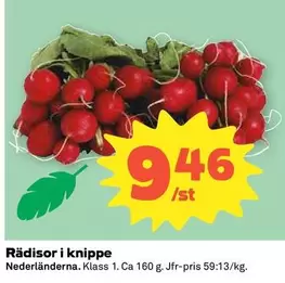 Rädisor i knippe