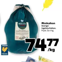Ingelsta kalkon - Minikalkon