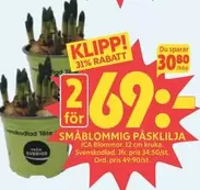 SMÅBLOMMIG PÅSKLILJA