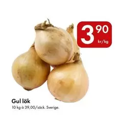 Gul lök