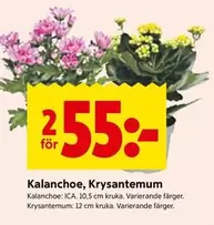 Kalanchoe, Krysantemum