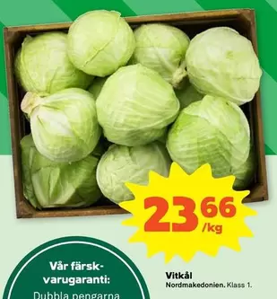Vitkål