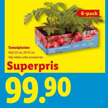 Grandiol - Tomatplantor