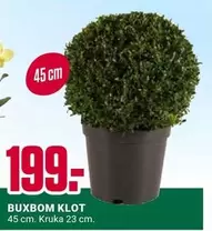 BUXBOM KLOT