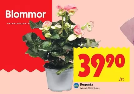 Blommor