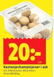 Kastanjechampinjoner i ask