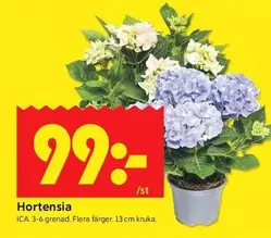 Hortensia