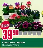 Sommarblommor