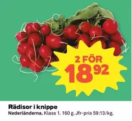 Rädisor i knippe