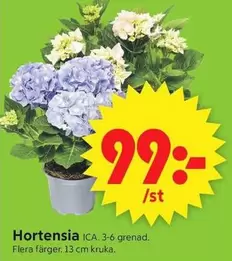 Hortensia