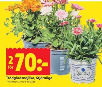 Trädgårdsnejlika, Stjärnöga