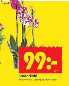 Brudorkidé Phalaenopsis