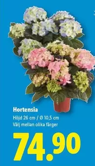Hortensia