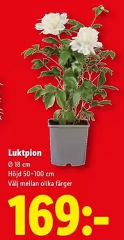 Luktпион