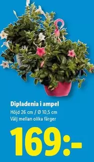 Diplandenia i ampel