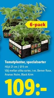 Rose - Tomatplantor