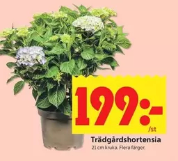 Trädgårdshortensia