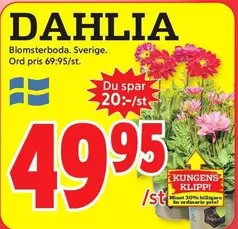 DAHLIA Blomsterboda