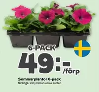 Sommarplantor
