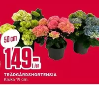 Trädgårdshortensia
