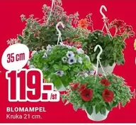 BLOMAMPEL