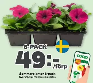 Coop - Sommarplantor