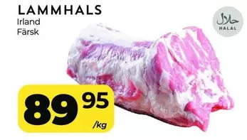 LAMMHALS