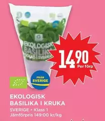 EKOLOGISK BASILIKA I KRUKA
