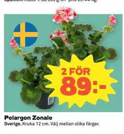 Pelargon Zonale