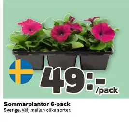 Sommarplantor 6-pack