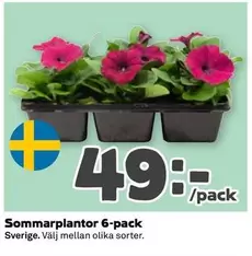 Sommarplantor 6-pack