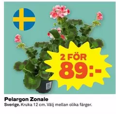 Pelargon Zonal