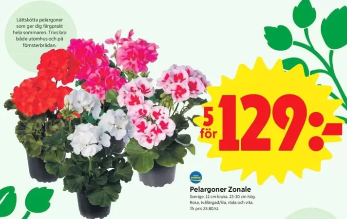 Pelargoner Zonal