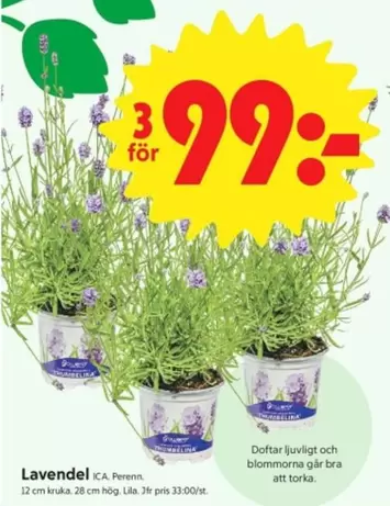 Lavendel