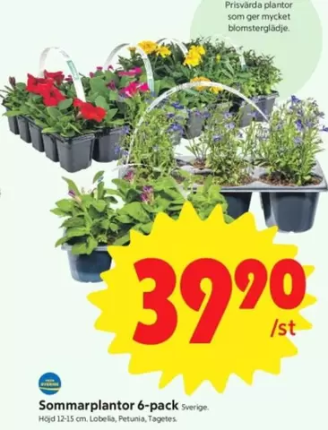 Sommarplantor 6-pack