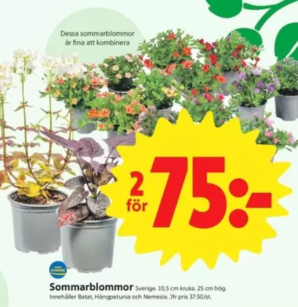 Sommarblommor