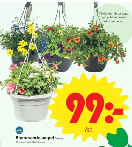 Blommande ampel