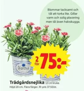 Trädgårdsnejlika