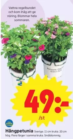 Hängpetunia