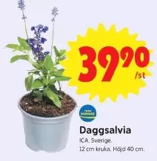 Daggsalvia